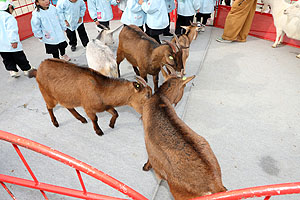 ふれあい動物園　たのしかったね　年少組