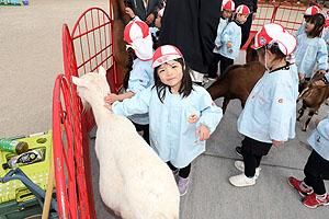 ふれあい動物園　たのしかったね　年少組