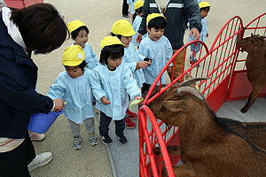 ふれあい動物園　たのしかったね　年中組　ひよこ・あひる　NO.2