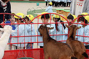 ふれあい動物園　たのしかったね　年中組　ひよこ・あひる　NO.2