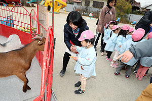 ふれあい動物園　たのしかったね　年中組　ひよこ・あひる　NO.2