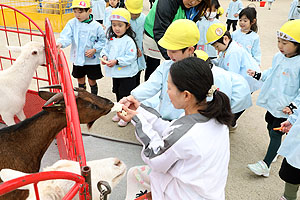 ふれあい動物園　たのしかったね　年中組　ひよこ・あひる　NO.2