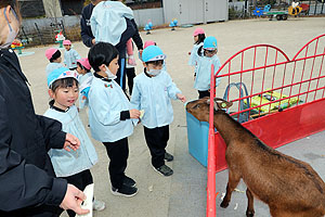 ふれあい動物園　たのしかったね　年中組　ひよこ・あひる　NO.2