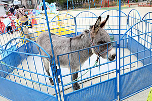 ふれあい動物園　たのしかったね　年中組　ひよこ・あひる　NO.2