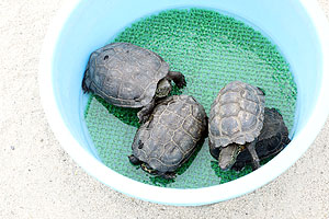 ふれあい動物園　たのしかったね　年中組　ひよこ・あひる　NO.2