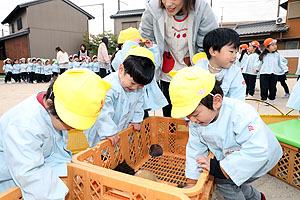 ふれあい動物園　たのしかったね　年中組　ひよこ・あひる　NO.2