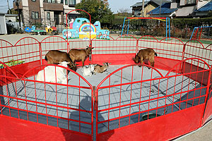 ふれあい動物園　たのしかったね　年中組　ひよこ・あひる　NO.1