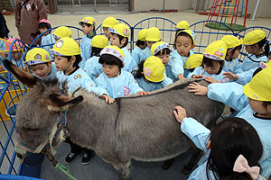 ふれあい動物園　たのしかったね　年中組　ひよこ・あひる　NO.1