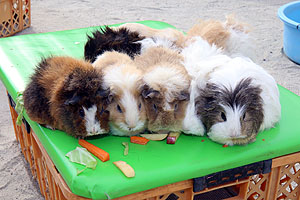 ふれあい動物園　たのしかったね　年長組