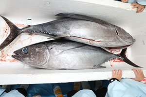 マグロ解体ショーが行われました！　NO．1