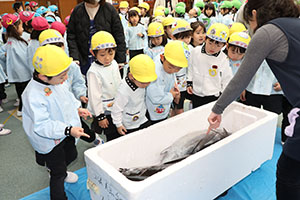 マグロ解体ショーが行われました！　NO．1