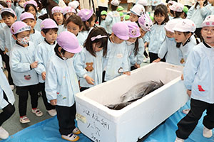 マグロ解体ショーが行われました！　NO．1