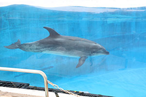 お別れ遠足で名古屋港水族館に行きました　年長組 NO.2