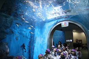 お別れ遠足で名古屋港水族館に行きました　年長組 NO.2