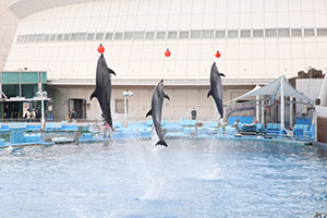 お別れ遠足で名古屋港水族館に行きました　年長組 NO.2