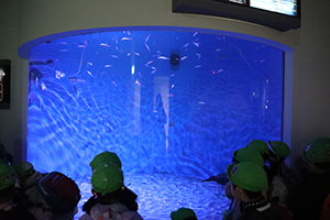 お別れ遠足で名古屋港水族館に行きました　年長組 NO.2