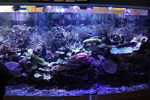 お別れ遠足で名古屋港水族館に行きました　年長組 NO.2