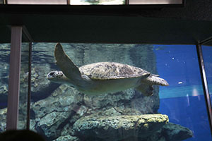 お別れ遠足で名古屋港水族館に行きました　年長組 NO.2
