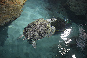 お別れ遠足で名古屋港水族館に行きました　年長組 NO.2