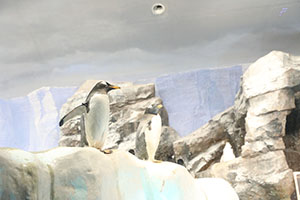 お別れ遠足で名古屋港水族館に行きました　年長組 NO.2