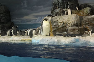 お別れ遠足で名古屋港水族館に行きました　年長組 NO.2