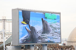 お別れ遠足で名古屋港水族館に行きました　年長組 NO.1