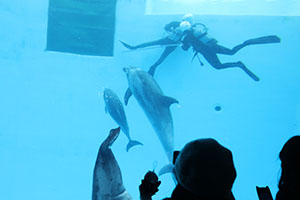 お別れ遠足で名古屋港水族館に行きました　年長組 NO.1