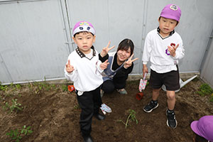 エンゼル畑に野菜の苗を植えました　年長組