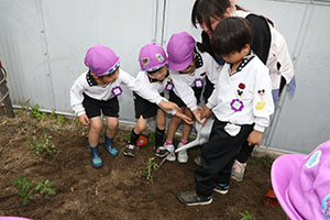 エンゼル畑に野菜の苗を植えました　年長組