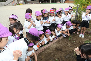 エンゼル畑に野菜の苗を植えました　年長組