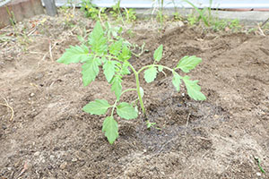 エンゼル畑に野菜の苗を植えました　年長組