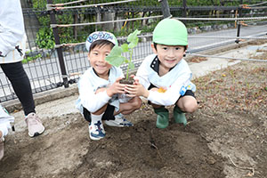 エンゼル畑に野菜の苗を植えました　年長組
