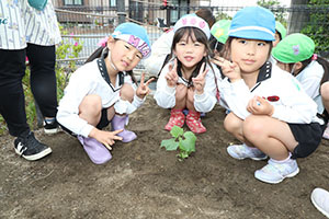 エンゼル畑に野菜の苗を植えました　年長組