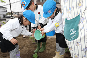 エンゼル畑に野菜の苗を植えました　年長組