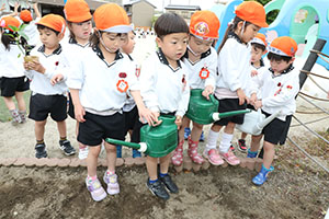 エンゼル畑に野菜の苗を植えました　年長組