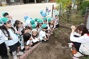 エンゼル畑に野菜の苗を植えました　年長組