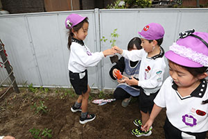 エンゼル畑に野菜の苗を植えました　年長組