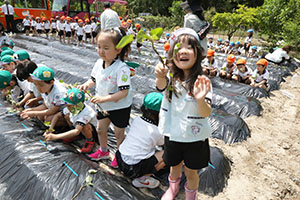 エンゼル自然体験農園で芋苗植え　年長　NO.2