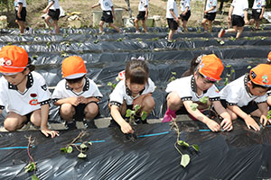 エンゼル自然体験農園で芋苗植え　年長　NO.2