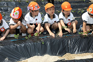 エンゼル自然体験農園で芋苗植え　年長　NO.2