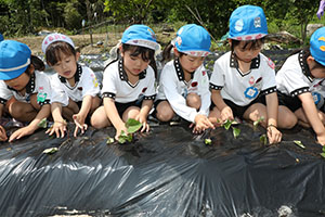 エンゼル自然体験農園で芋苗植え　年長　NO.2