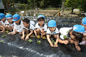 エンゼル自然体験農園で芋苗植え　年長　NO.2