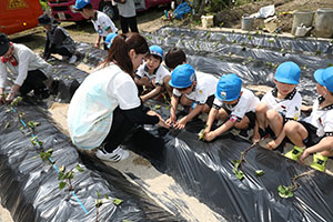 エンゼル自然体験農園で芋苗植え　年長　NO.2