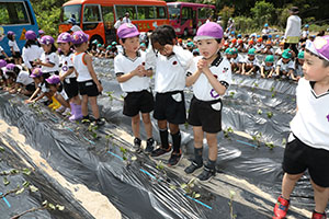 エンゼル自然体験農園で芋苗植え　年長　NO.2