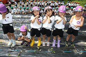 エンゼル自然体験農園で芋苗植え　年長　NO.2