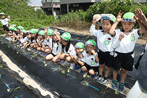 エンゼル自然体験農園で芋苗植え　年長　NO.2