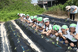 エンゼル自然体験農園で芋苗植え　年長　NO.2