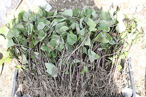 エンゼル自然体験農園で芋苗植え　年長　NO.1