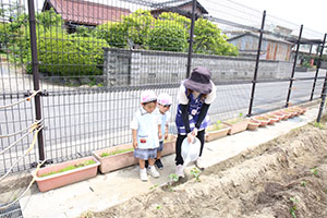 エンゼル畑にサツマイモの苗を植えました　うさぎ・こあら