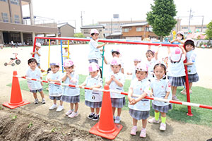 エンゼル畑にサツマイモの苗を植えました　うさぎ・こあら
